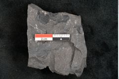 Foto (Detailansicht) von Thinnfeldia gracilis Ettingshausen (NHMW-GEO-2024-0188-10316)